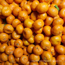 Fresh 3.8-4.0cm Nanfeng Baby Mandarin